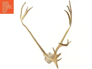 Hjortegevir (str. 53 cm)