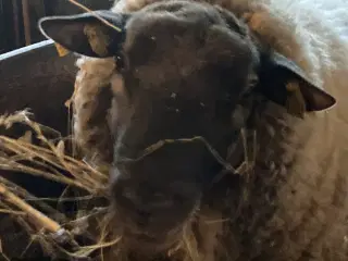 Flot 2årig Suffolk/Texel vædder