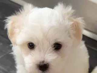 5 lækre bichon havanais/malteser hvalpe