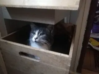 Rolige, kælne kattekillinger