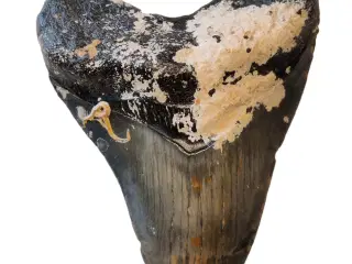 Megalodon tand 10,5 cm