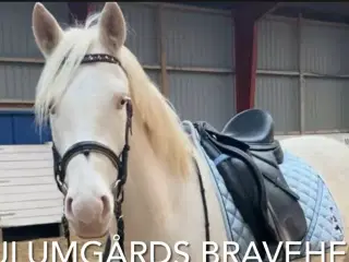 Charmerende og tillidsfuld vallak søger nyt hjem.