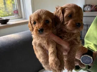 Cavapoo