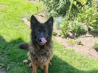 Schæfer 