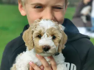 Skønne Cockerpoo hvalpe søger søde familier 