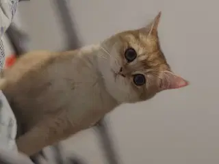 British short hair golden cat 
