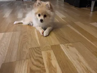 Pomeranian Hvalp ( Maya ) 