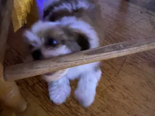 Shih tzu han hvalp 8 uger
