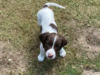 Springer Spaniel Flytte klar Nu