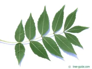Asketræ
