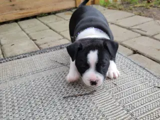 Staffordshire Bull Terrier hvalpe