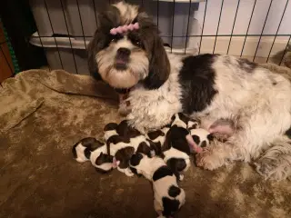 Shih Tzu hvalpe 