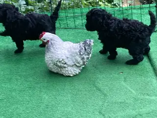 5 ugers Dværgpudel drenge