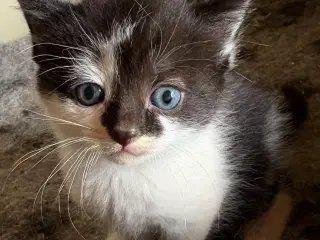 Helligbirma /huskat