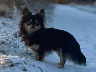 Langhåret chihuahua han hvalp 