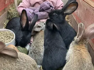 Belgiske kæmpe unger