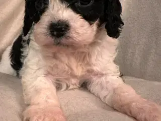 Cavapoo hvalpe