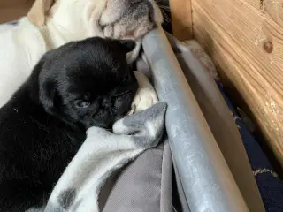 Små frække moppeloppe bamser