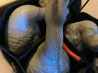Avian X lokkegæs/dkwai grågåse kald. Nye!