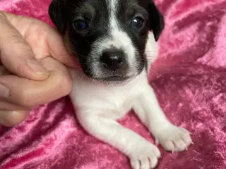 Dansk Svensk Gårdhund 