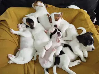 Jack Russell terrier puppies 