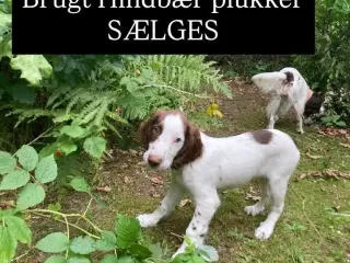 SPANIEL Ny🏠Nu Springer❤️💙m/stamtavle