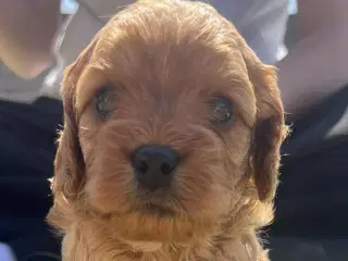 Smukke Cavapoo's