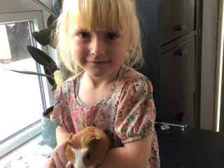 Marsvineunger søger nye hjem