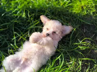 Cavapoo  mini
