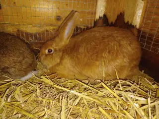 New Zealand Red x Fransk Vædder 