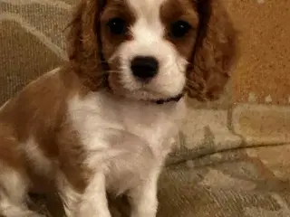 Cavalier king charles hvalpe