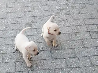 Gule Labrador hvalpe.