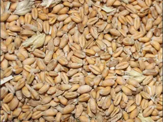 Hvede fra årets høst