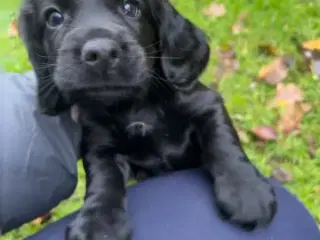 Ft cocker spaniel 