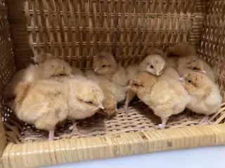 Kyllinger og rugeæg fra gul orpington og lys susse