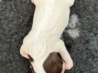 Ft springer spaniel hvalpe 
