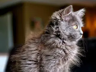 Maine coon 