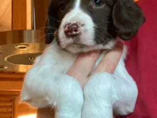 Springer Spaniel🐶💙Klar til Nyt🏠Nu