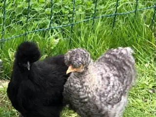 Silke høne kyllinger
