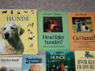 Hvor klog er din hund og hvor klog er du selv?