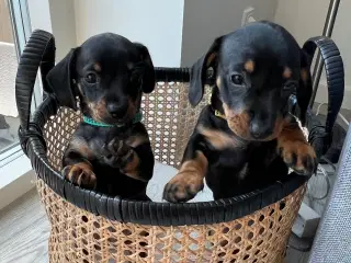 🐶 Kun 2 Chiweenie-hvalpe tilbage – Klar 21/8!