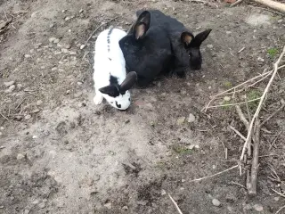 Tysk schecke kaniner 