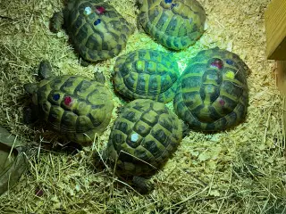 Skildpadder 