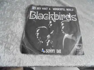 Single: Blackbirds–Hey, Hey What a wonderful World