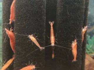 Røde rejer kirsebærrejer - RCS