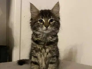 Maine moon bl.a. med huskat