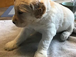 doodledoodle hvalpe en skøn familie hund.