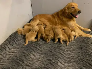 Golden Retriever hvalpe