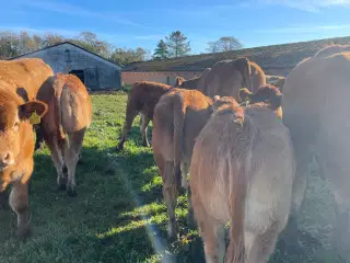 10 Limousine tyr- og kviekalve