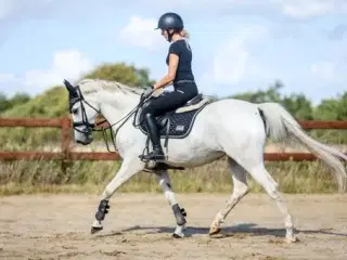 Skøn 1. Pony søger nyt hjem
